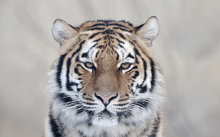selective photo of Bengal Tiger HD wallpaper